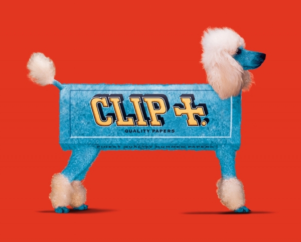Photograph Owen Smith Poodle on One Eyeland